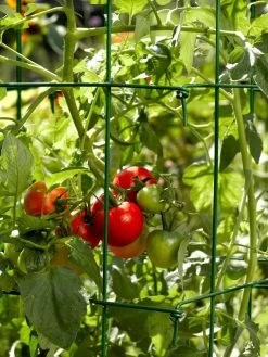 Tomato Cages, Set Of 4 -Gardenhaus Shop 34182 588 tif