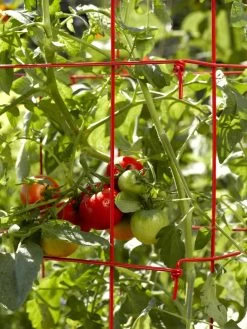 Tomato Cages, Set Of 4 -Gardenhaus Shop 34182 592