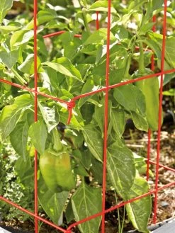 Pepper And Eggplant Cages, Set Of 3 -Gardenhaus Shop 37464 567 tif