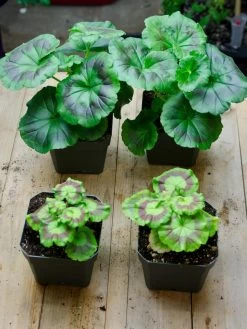 Organic Seed Starting Mix, 6 Quarts -Gardenhaus Shop 37808 002E tif