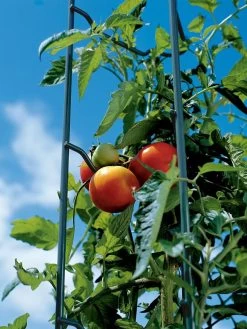 Tomato Ladders, Set Of 3 12 Tomato Ladders, Set Of 3 -Gardenhaus Shop 38184 003E tif