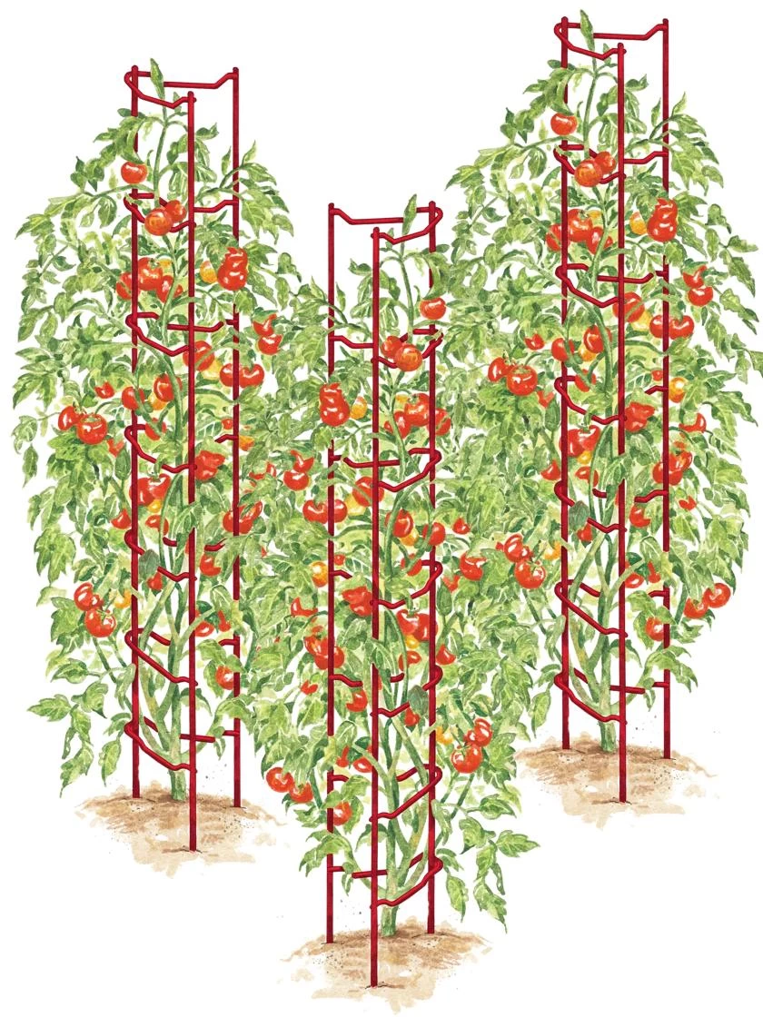 Tomato Ladders, Set Of 3 3 Tomato Ladders, Set Of 3