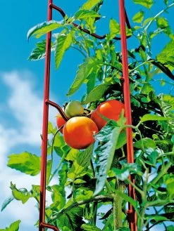 Tomato Ladders, Set Of 3 13 Tomato Ladders, Set Of 3 -Gardenhaus Shop 38185 003E tif