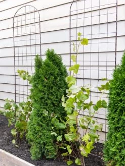 Jardin Flower Trellis 7 Jardin Flower Trellis -Gardenhaus Shop 38689 6002 tif