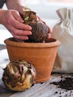 Amaryllis Planting Kit -Gardenhaus Shop 39 733 bagged 2020 05000