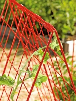Deluxe Cucumber Trellis 12 Deluxe Cucumber Trellis -Gardenhaus Shop 39806 542 tif