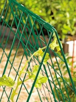 Deluxe Cucumber Trellis 13 Deluxe Cucumber Trellis -Gardenhaus Shop 39806 GR edit tif