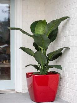 Viva Square Self-Watering Rolling Planter, 20" Diameter, Set Of 2 -Gardenhaus Shop 3 4 crop 8612930 0032 tif