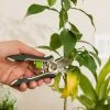 Houseplant Pruner -Gardenhaus Shop 3 4 crop 8612961 0040 houseplant pruner