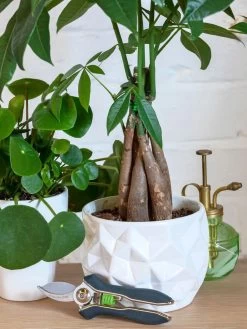 Houseplant Pruner -Gardenhaus Shop 3 4 crop 8612961 01V tif