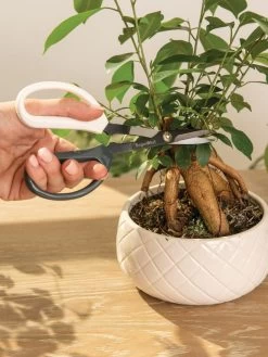 Japanese Pruning Scisssors 16 Japanese Pruning Scisssors -Gardenhaus Shop 3 4 crop 8612968 0087