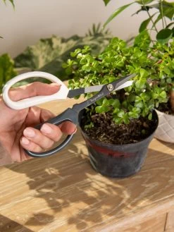 Japanese Pruning Scisssors 14 Japanese Pruning Scisssors -Gardenhaus Shop 3 4 crop 8612968 0092