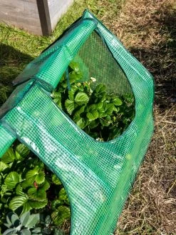 Multi Cloche -Gardenhaus Shop 3 4 crop 8613213 0240