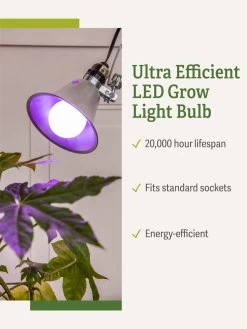 Miracle LED® Grow Light Bulb, Red And Blue -Gardenhaus Shop 3 4 crop Miracle Bulb RB 1