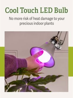 Miracle LED® Grow Light Bulb, Red And Blue -Gardenhaus Shop 3 4 crop Miracle Bulb RB 4