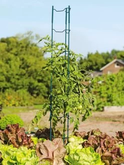Stacking Tomato Ladders, Set Of 6 -Gardenhaus Shop 40309 100 tif