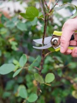 Pocket Pruners -Gardenhaus Shop 8586314 027 tif