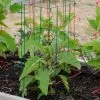 Pepper And Eggplant Cages, Set Of 3 2 Pepper And Eggplant Cages, Set Of 3 -Gardenhaus Shop 8587048 1073 tif