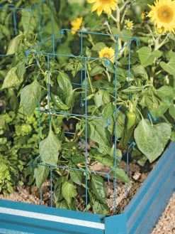Pepper And Eggplant Cages, Set Of 3 -Gardenhaus Shop 8587048 9792 tif