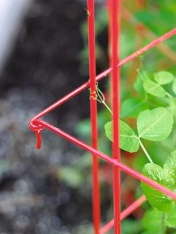 Tall Expandable Pea Trellis -Gardenhaus Shop 8587061 010 tif