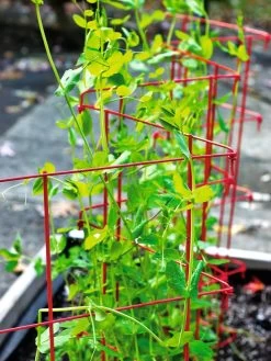 Expandable Pea Trellis -Gardenhaus Shop 8587061 100 tif