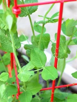 Tall Expandable Pea Trellis -Gardenhaus Shop 8587061 101 tif 1