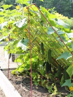 Large Cucumber Trellis 7 Large Cucumber Trellis -Gardenhaus Shop 8587082 103 tif