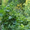 Deluxe Cucumber Trellis -Gardenhaus Shop 8587083 01IN