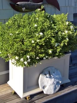 Fairfield Self-Watering Patio Planters, 20” X 36” -Gardenhaus Shop 8588417 208V tif