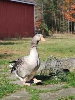Chicken Wire Cloche 16 Chicken Wire Cloche -Gardenhaus Shop 8590210 01IN tif