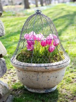 Chicken Wire Cloche 15 Chicken Wire Cloche -Gardenhaus Shop 8590210 021 tif