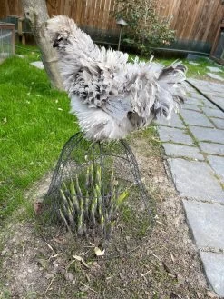 Chicken Wire Cloche 17 Chicken Wire Cloche -Gardenhaus Shop 8590210 02CUST tif