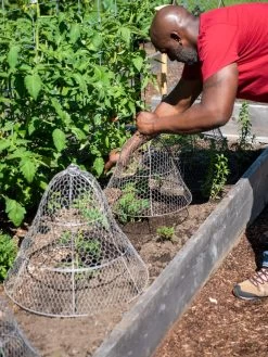 Chicken Wire Cloche With Extension 18 Chicken Wire Cloche With Extension -Gardenhaus Shop 8590210 0442 tif