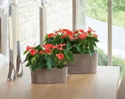 Lechuza® Delta Self-Watering Windowsill Planters -Gardenhaus Shop 8590298 04V tif