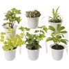 Low Light Terrarium Plant Collection, Set Of 6 -Gardenhaus Shop 8591770 3595 tif