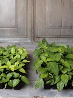 Organic Seed Starting Mix, 6 Quarts -Gardenhaus Shop 8592212 002E tif