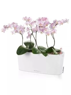 Lechuza® Delta Self-Watering Windowsill Planters -Gardenhaus Shop 8592361 02V tif