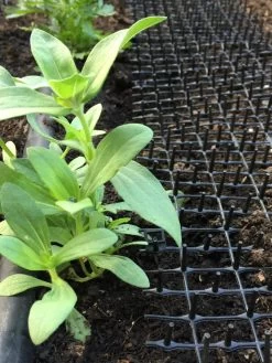 Cat Scat Mat 10 Cat Scat Mat -Gardenhaus Shop 8592448 03CUST tif