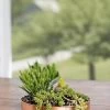 Small Round Copper Plant Tray, 10" -Gardenhaus Shop 8593529 4520 tif
