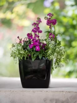 Viva Square Self-Watering Planter, 7" Diameter -Gardenhaus Shop 8595223 1107 tif