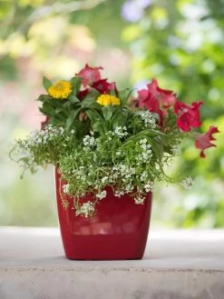 Viva Square Self-Watering Planter, 7" Diameter -Gardenhaus Shop 8595223 1111 tif