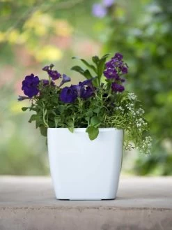 Viva Square Self-Watering Planter, 7" Diameter -Gardenhaus Shop 8595223 1118 tif