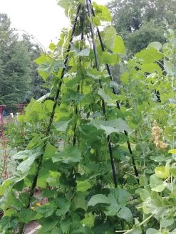 Titan Teepee Trellis -Gardenhaus Shop 8595757 01EMP tif