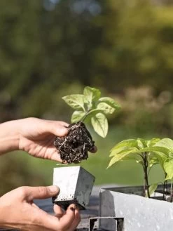 Galvanized Seed Starting Tray -Gardenhaus Shop 8595893 4378 tif