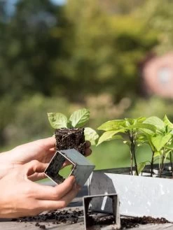 Galvanized Seed Starting Tray -Gardenhaus Shop 8595893 4382 tif