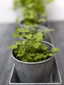 Galvanized Herb Planters With Rectangular Tray -Gardenhaus Shop 8595903 advice 1777 tif