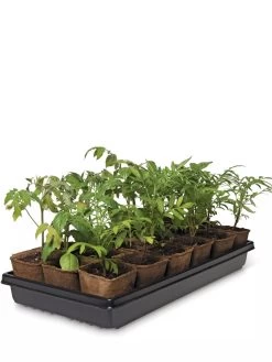 3-1/2” Square Biodegradable Pots & Tray Set 7 3-1/2” Square Biodegradable Pots & Tray Set -Gardenhaus Shop 8595968 3916 tif