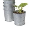 Galvanized Planting Cups, Set Of 5 -Gardenhaus Shop 8596104 9899 tif
