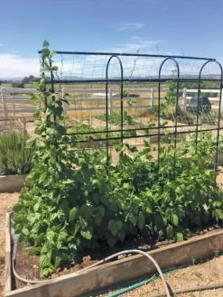 Titan Pea Tunnel 10 Titan Pea Tunnel -Gardenhaus Shop 8596275 01CUST tif