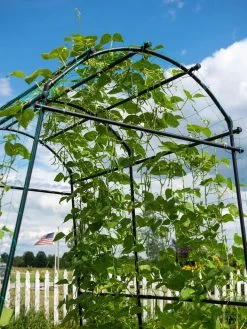 Titan Squash Tunnel -Gardenhaus Shop 8596276 0122 tif